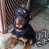 Hismael